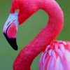 Pink Flamingo paint by numbers