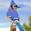 Blue Jay Bird Paint by numbers