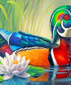 Wood Duck paint by numbers