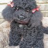 Cute Poodle Dog paint by numbers