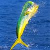 Jumping Mahi Mahi paint by numbers