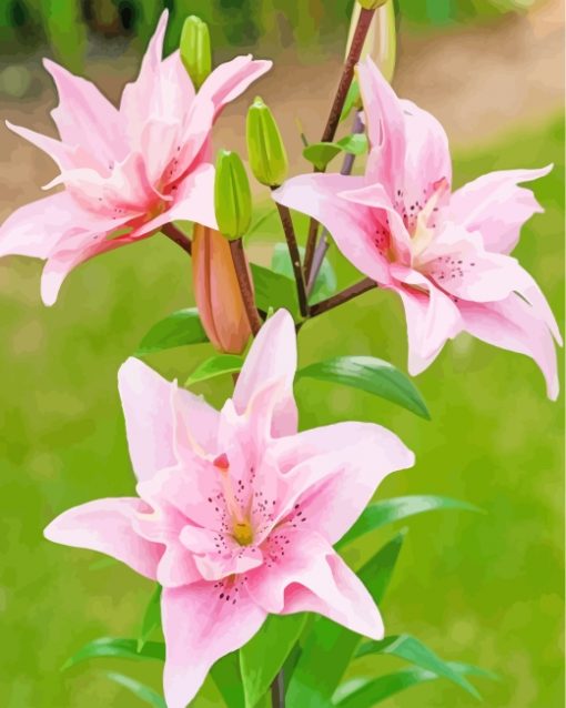 Pink Lilies paint by numbers