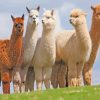 Wild Alpacas Animals Paint by numbers