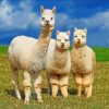 Wild Alpacas paint by numbers