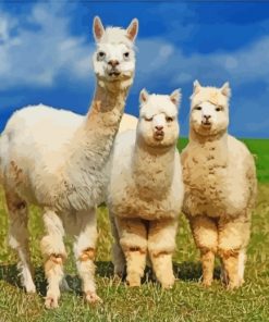 Wild Alpacas paint by numbers