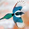 flying magpie paint by numbers