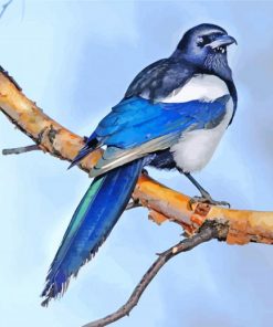 Magpie Bird Animal paint by numbers