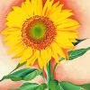 A Sunflower From Maggie George O Keefee paint by numbers