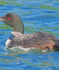 Aquatic Loon paint by numbers