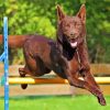 Australian Kelpie paint by numbers