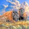 Bison Animals paint by numbers