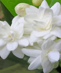 Blooming Jasmin Flowers paint by numbers