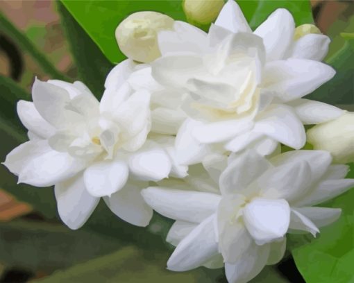 Blooming Jasmin Flowers paint by numbers