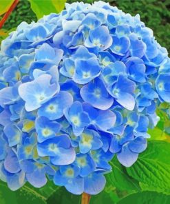 Blue Hydrangea paint by numbers