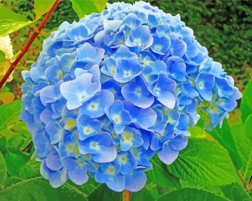 Blue Hydrangea paint by numbers