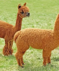 Brown Alpacas paint by numbers