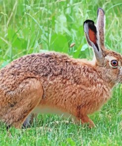 Brown Hare paint by numbers