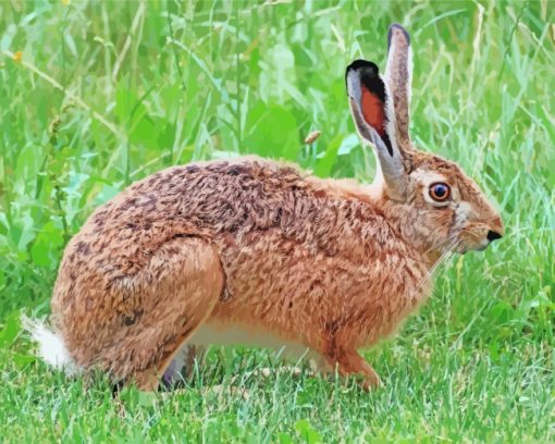 Brown Hare paint by numbers