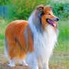 Collie Dog paint by numbers