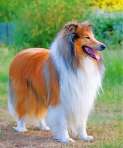 Collie Dog paint by numbers