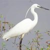 Common Cattle Egret Bird paint by numbers