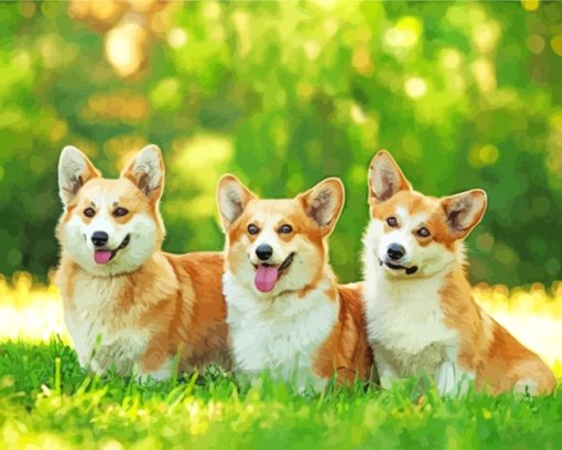 Corgi Dogs paint by numbers