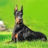 Doberman Dog paint by number