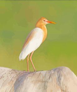 Orange And White Egret Bird paint by numbers