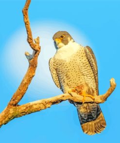 Falcon Bird Animal paint by number