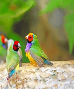 Finches Birds paint by number