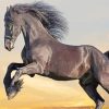 Friesian Horse Animal paint by number