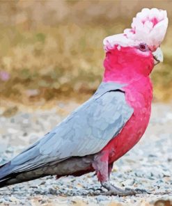 Galah paint by number