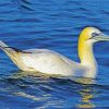 Gannet Bird paint by number