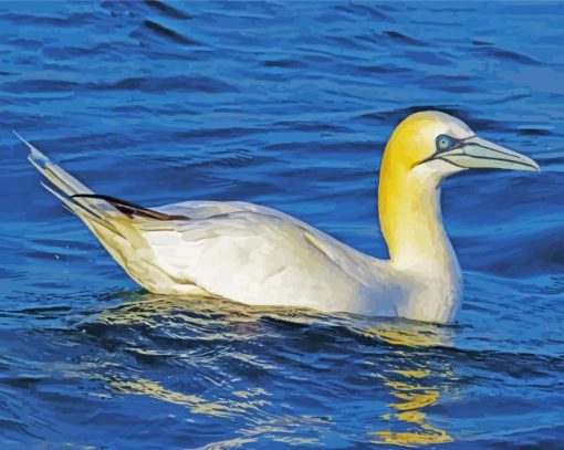 Gannet Bird paint by number