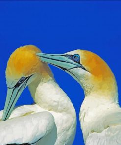 Gannet Birds paint by number