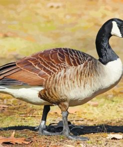 Brown Goose Bird paint by numbers