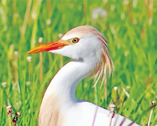 Great Egret Bird paint by numbers