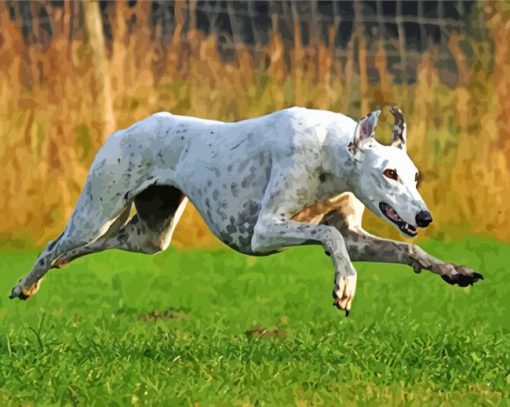 Greyhound Running Race Dog paint by numbers