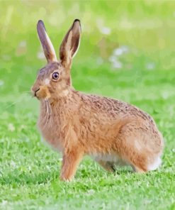 Hare Animal paint by numbers