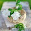 Jasmine Flower Basket paint by number