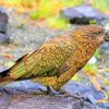 Kea Bird paint by numbers