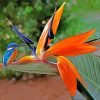 Kingfisher On Paradise Flower paint by numbers