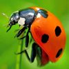 Ladybird Insect paint by numbers