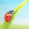 Ladybug On Leaf Paint by numbers