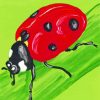 Ladybug Insect paint by numbers