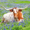 Longhorn In Bluebonnets paint by numbers