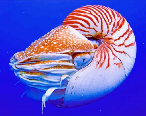 Nautilus paint by numbers