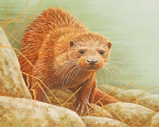 Otter Animal paint by numbers