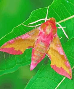 Pink Moth Butterfly paint by numbers