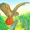 Red Tailed Hawk Bird Flying paint by numbers